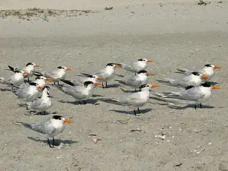 Koningssterns (Thalasseus maximus)