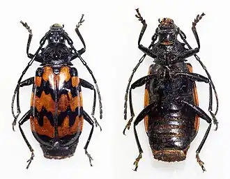 Sternacanthus undatus