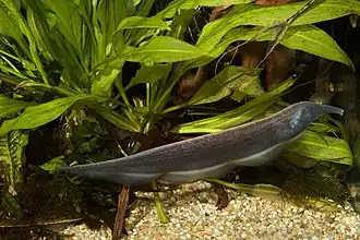 Sternarchorhynchus retzeri