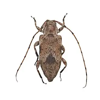 Sternidius centralis