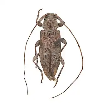 Sternidius chemsaki