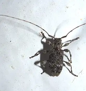 Sternidius punctatus