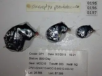 Sternoptyx pseudobscura