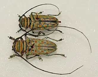 Sternotomis bohemani