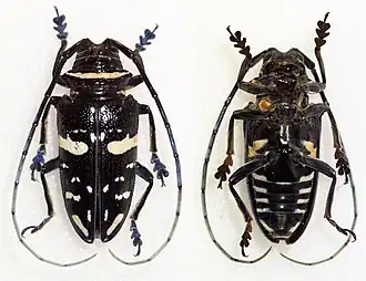 Sternotomis caillaudi