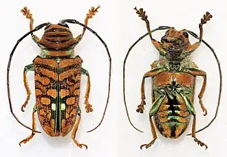 Sternotomis chrysopras