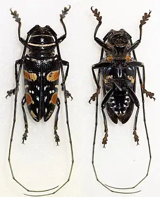 Sternotomis fairmairei