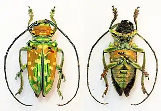 Sternotomis flavomaculata