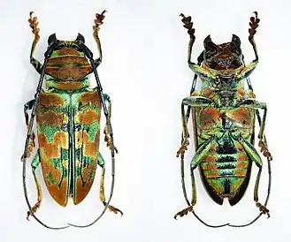 Sternotomis lemoulti