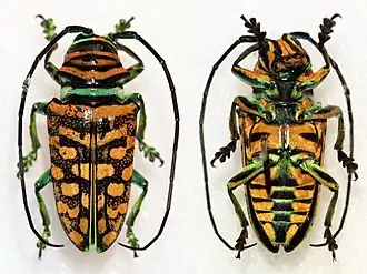 Sternotomis mirabilis