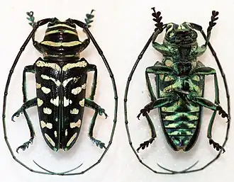 Sternotomis virescens