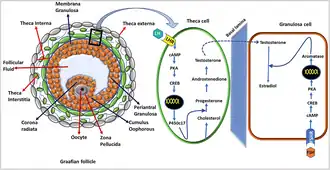 Steroïdogenese in theca- en granulosacellen