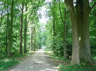 Zichtlaan in het Sterrebos van het landgoed Oosterbroek