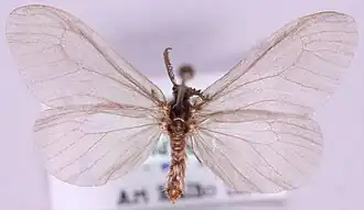 Sterrhopterix standfussi