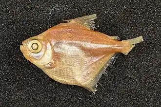 Stethaprion erythrops
