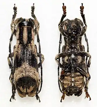 Sthenias franciscana