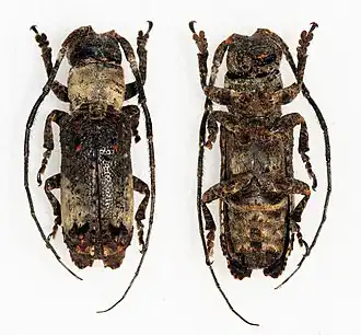 Sthenias puncticornis