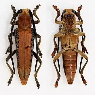 Stibara nigricornis