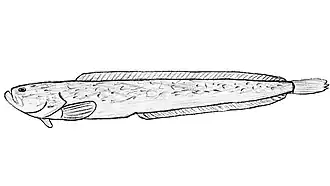 Stichaeus grigorjewi