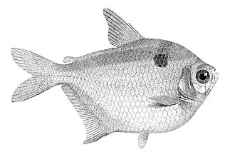 Stichonodon