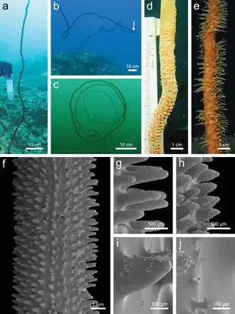Stichopathes maldivensis
