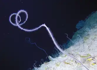 Stichopathes pourtalesi