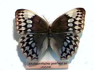 Stichophthalma godfreyi