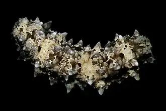 Stichopus monotuberculatus