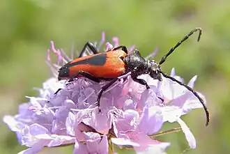 Stictoleptura cordigera