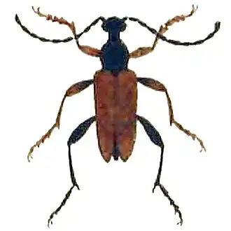 Stictoleptura erythroptera