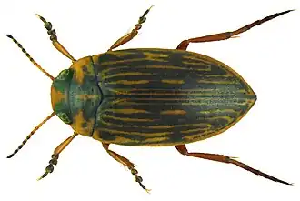 Stictotarsus multilineatus