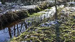 De Stiemerbeek, dichtbij haar bron