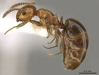 Stigmacros froggatti