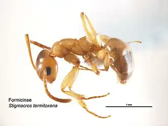 Stigmacros termitoxena
