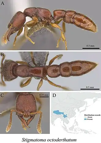 Stigmatomma octodentatum