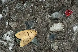 Stigmatophora palmata