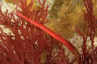 Stigmatopora harastii