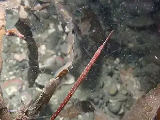 Stigmatopora macropterygia