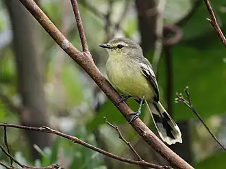 Kleine kwikstaarttiran