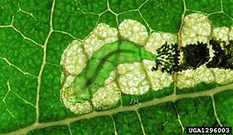 De mijn van een de akenmineermot