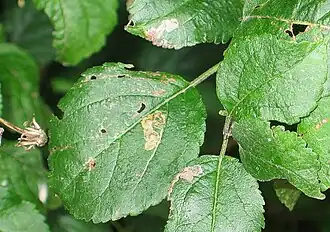 Stigmella desperatella