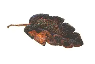 Stigmella dryadella