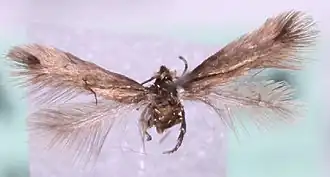 Minuscule perenmineermot
