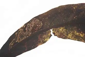 Stigmella pallidiciliella
