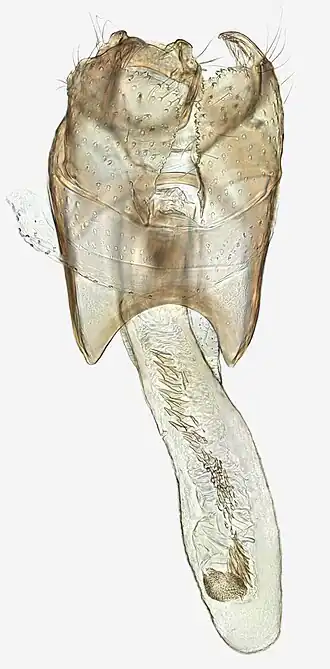 Bruine eikenmineermot