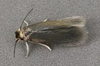 Stigmella spinosissimae