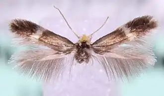 Zigzagbeukenmineermot