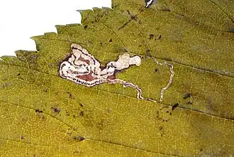 Stigmella ulmiphaga