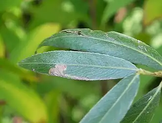 Stigmella vimineticola