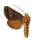 Argyrogramma aeneofusa